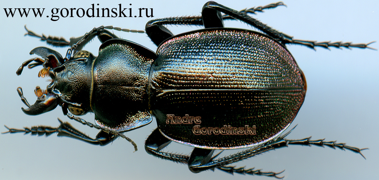 http://www.gorodinski.ru/carabidae/Callisthenes elegans valentinae.jpg